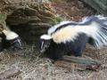 &nbsp;

Fot. 8. Skunks,
autor: http://www.birdphotos.com, źródło:
http://pl.wikipedia.org/wiki/Plik:Striped_Skunk.jpg dostęp 29.11.2013r.

